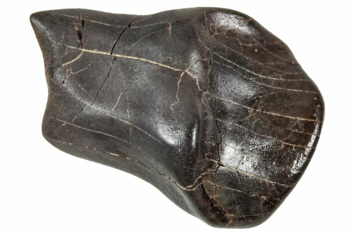 Fossil Nodosaurid (Denversaurus) Tooth - Montana #341029